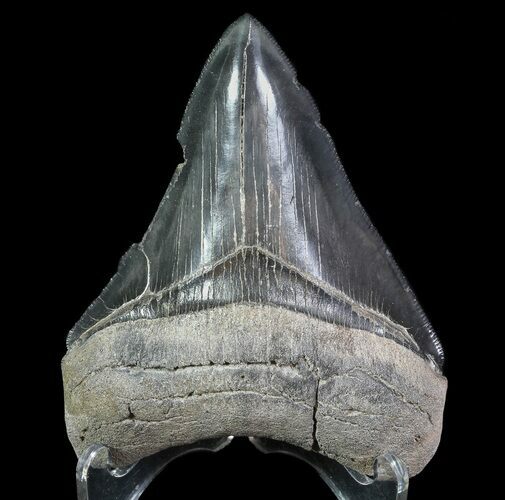 Serrated, Fossil Megalodon Tooth #64553